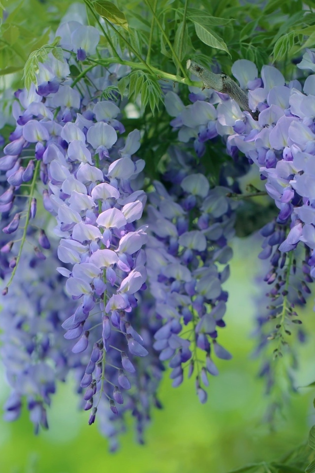 Красивые сиреневые садовые цветы глициния 