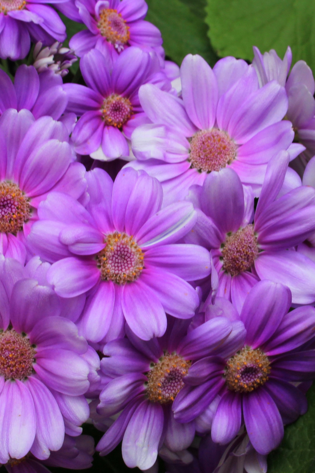 Красивый сиреневый комнатный цветок Цинерария 