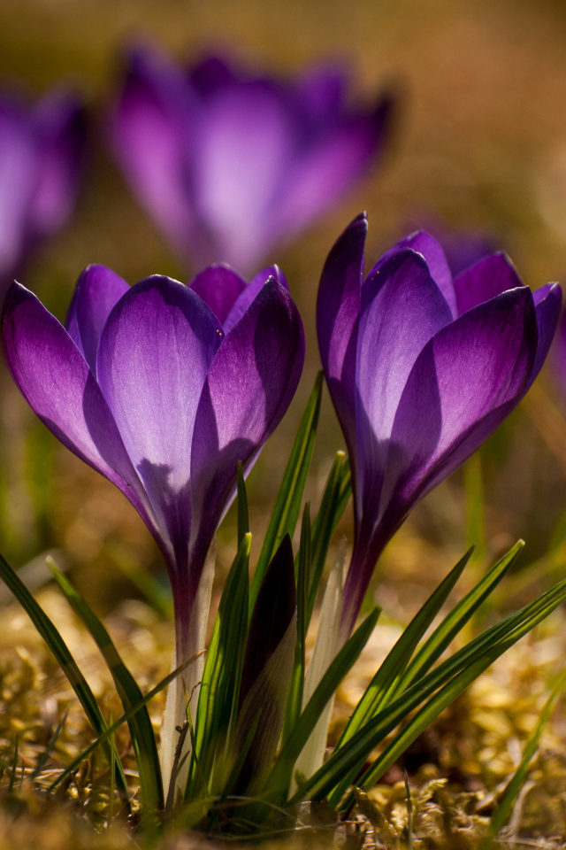 Красивые маленькие фиолетовые крокусы крупным планом