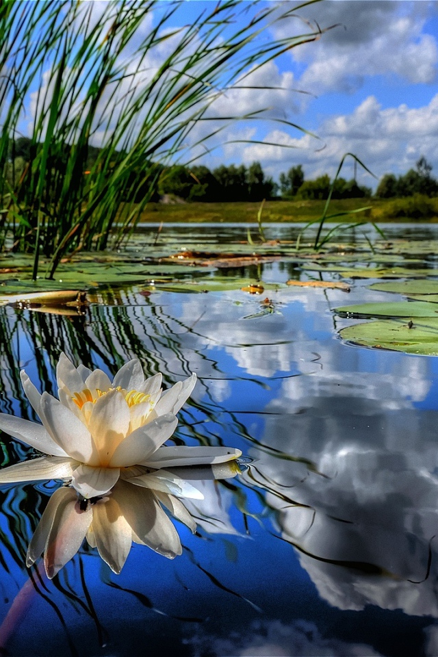 Красивый лотос на водной глади 