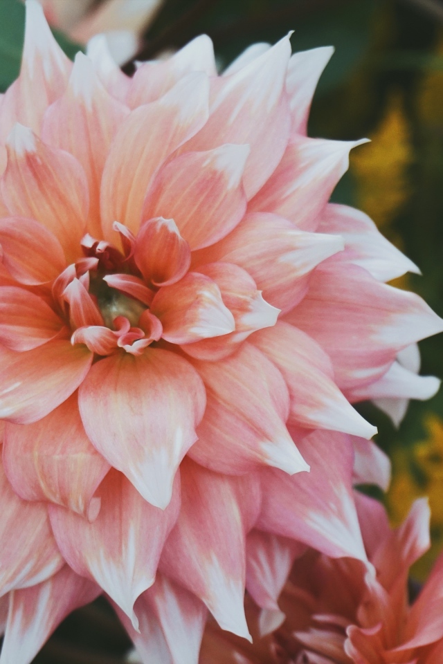 Красивый пышный георгин крупным планом 