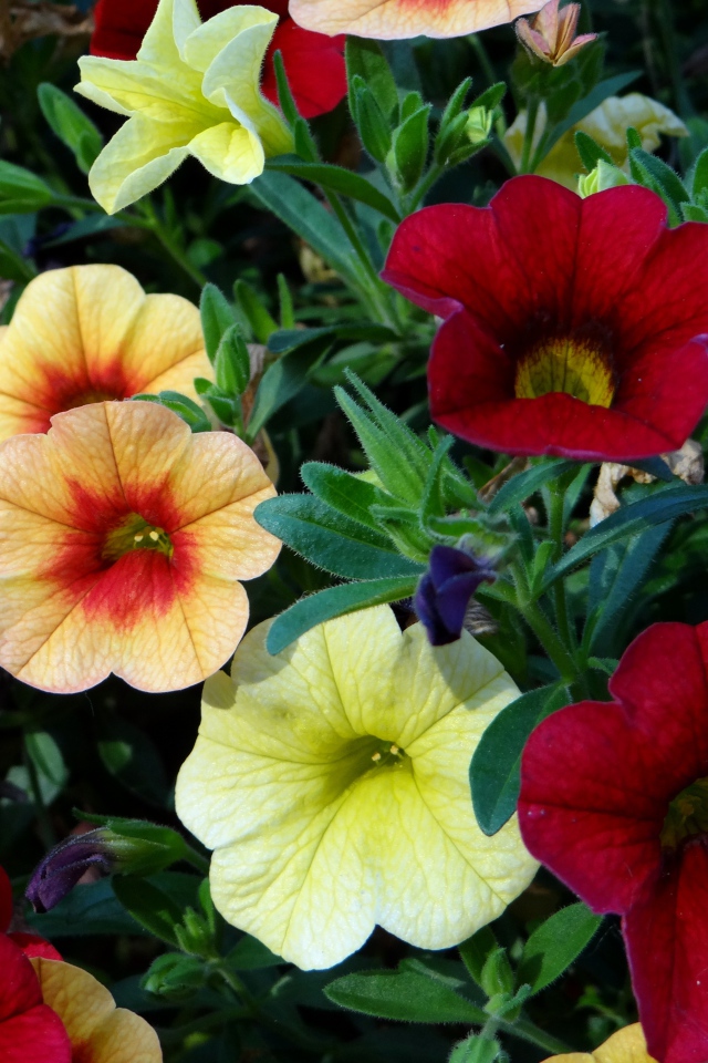 Красивые разноцветные садовые цветы петунии 