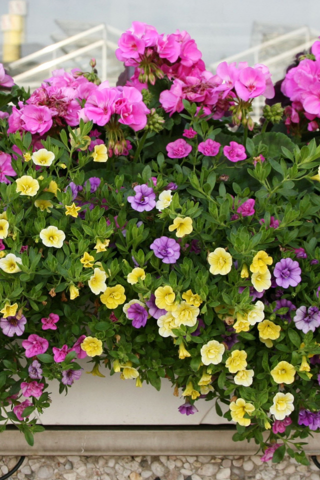 Красивые разноцветные петунии в горшках на балконе