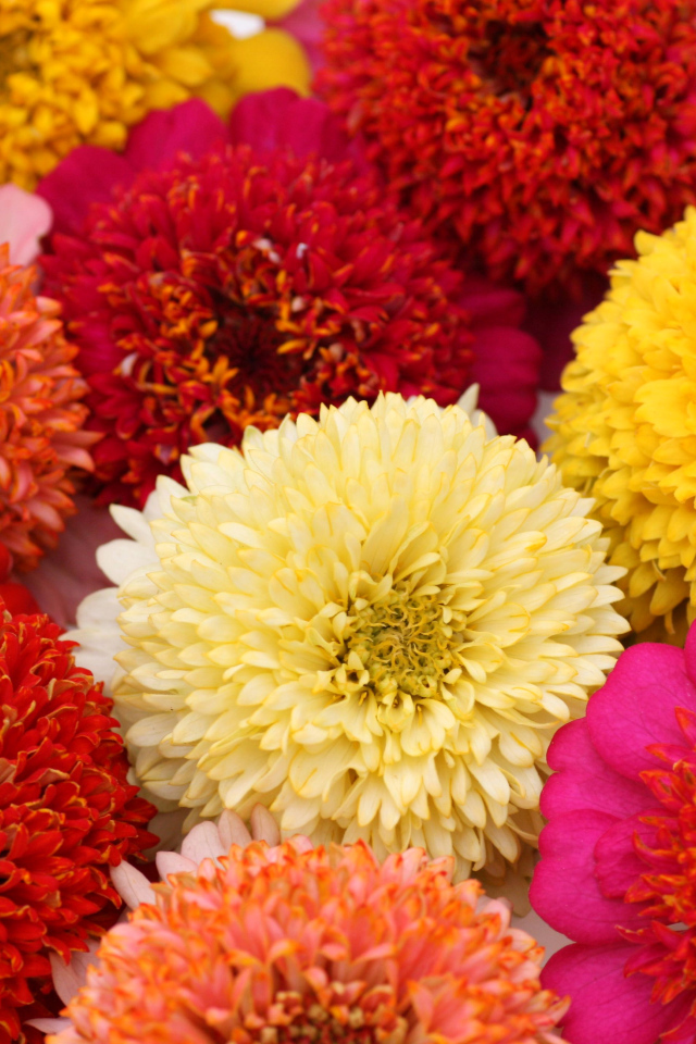 Красивые разноцветные летние цветы цинии крупным планом