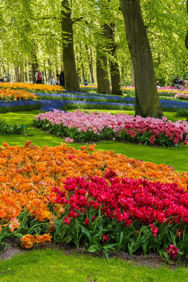 Красивые разноцветные тюльпаны в ботаническом саду