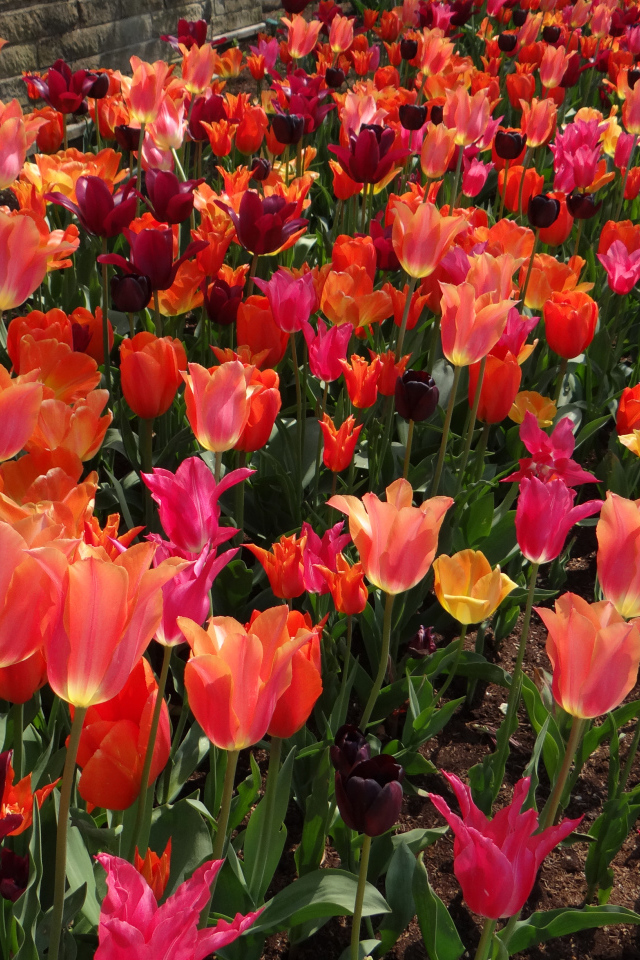 Красивые разноцветные тюльпаны на клумбе вблизи