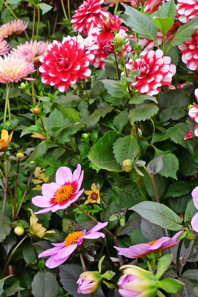 Красивые разноцветные георгины на клумбе