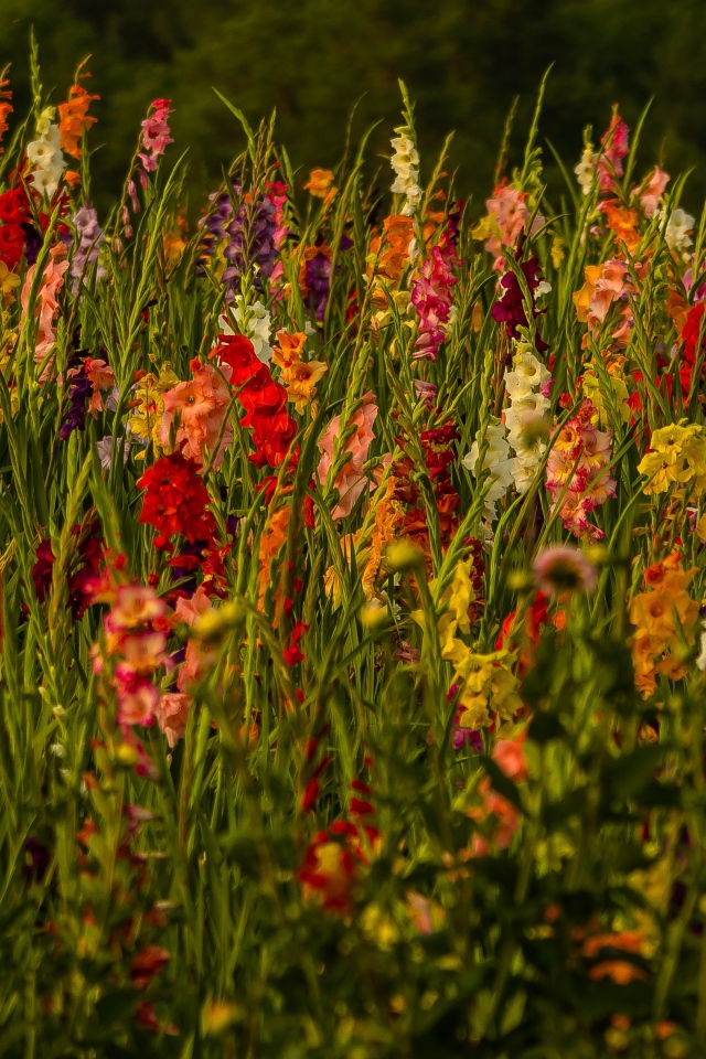 Красивые разноцветные гладиолусы в поле