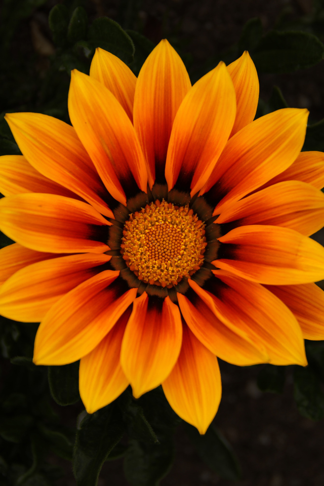 Красивый оранжевый цветок Газания 