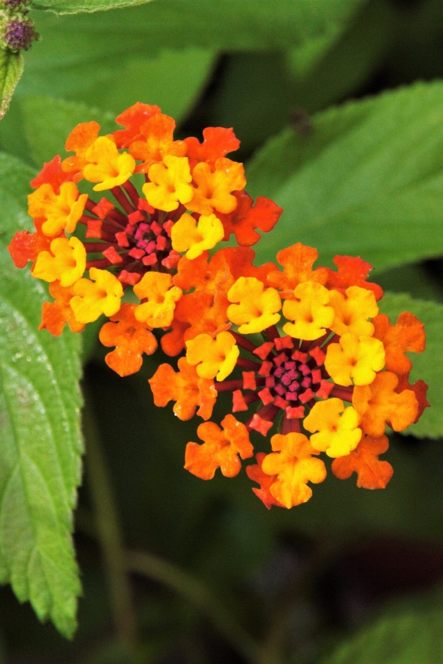 Красивый оранжевый цветок Лантана сводчатая