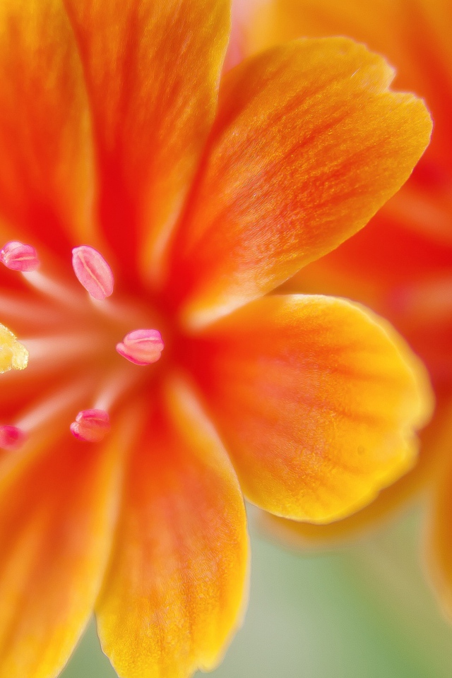 Красивые оранжевые цветы левизия 