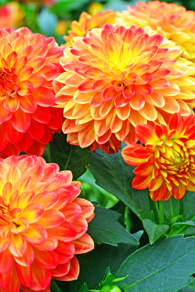 Красивые оранжевые цветы георгины 