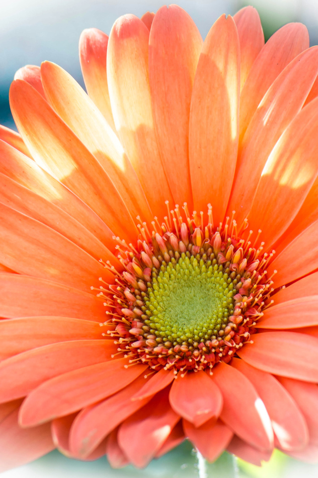 Красивый оранжевый цветок гербера крупным планом 