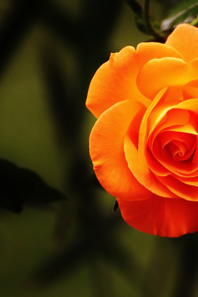 Красивая оранжевая роза крупным планом