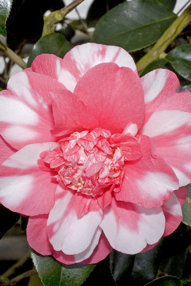 Красивый розово-белый цветок камелии с зелеными листьями