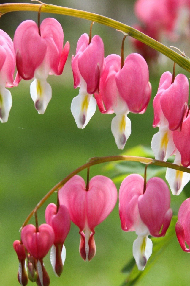 Красивые розовые с белым цветы дицентра