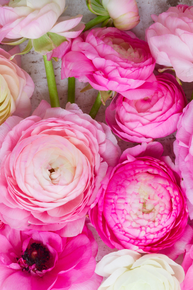 Красивые розовые цветы лютики крупным планом