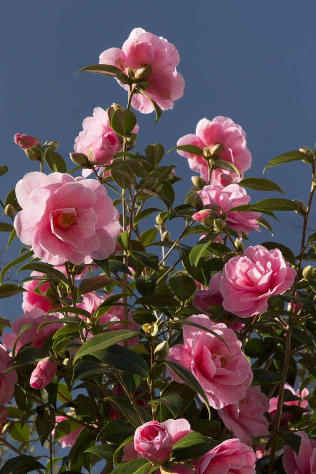 Красивый розовый куст цветов камелия 