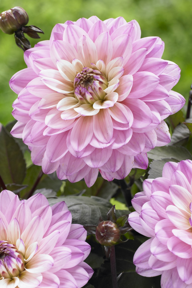 Красивые розовые георгины крупным планом