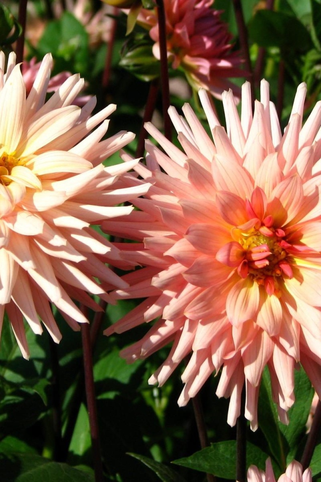 Красивые розовые георгины в лучах солнца на клумбе