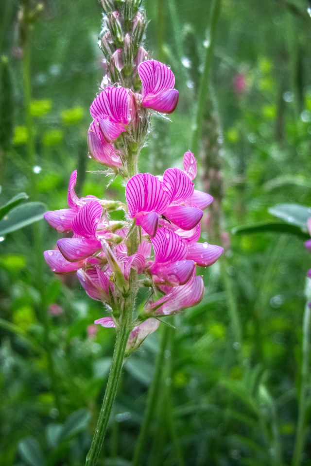 Красивый полевой розовый цветок в каплях росы