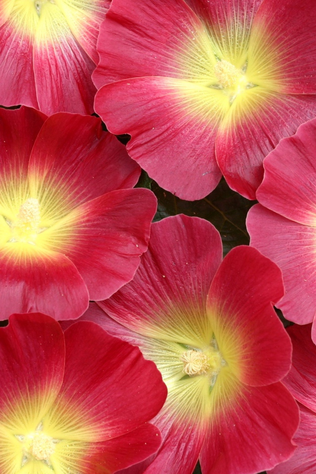 Красивые розовые цветы мальва 