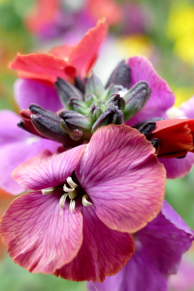 Красивый розовый садовый цветок крупным планом