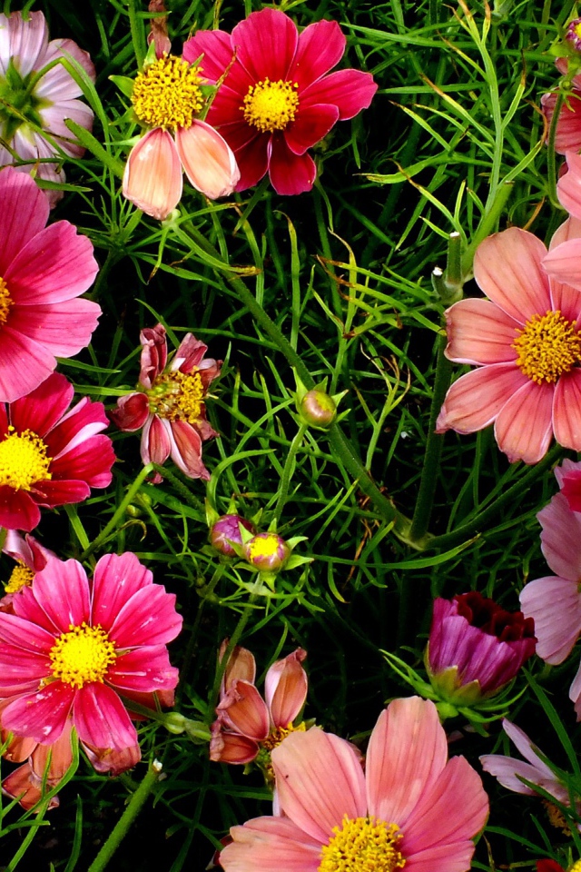 Красивые розовые садовые цветы космея 