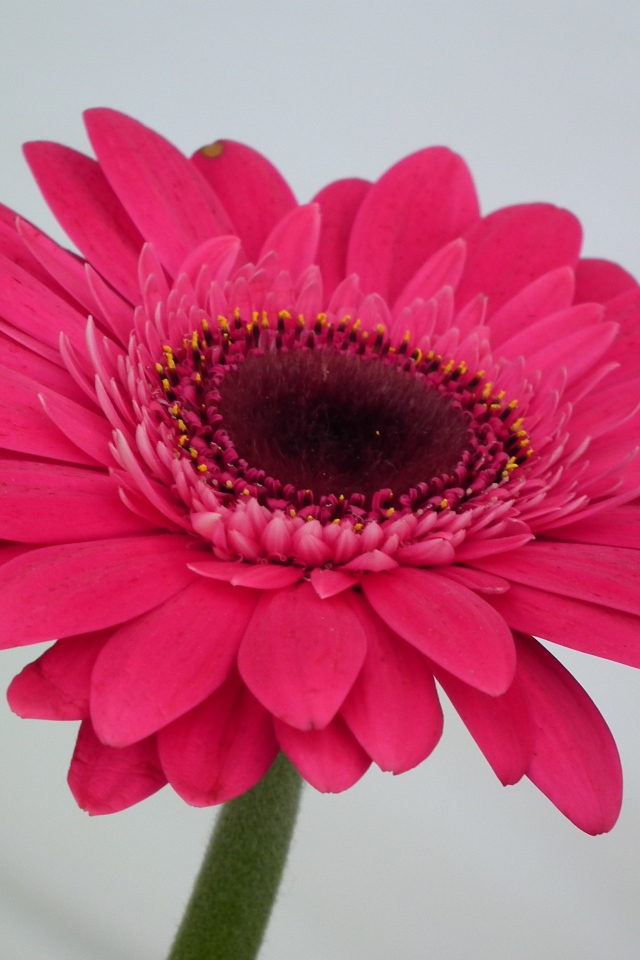 Красивый розовый цветок гербера крупным планом 