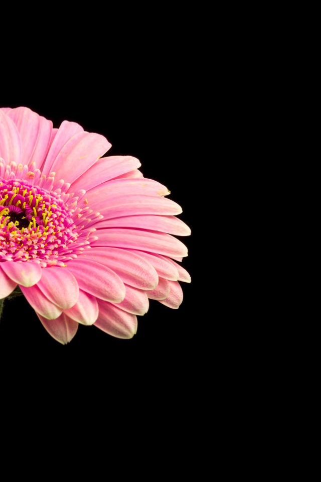 Красивая розовая гербера на черном фоне