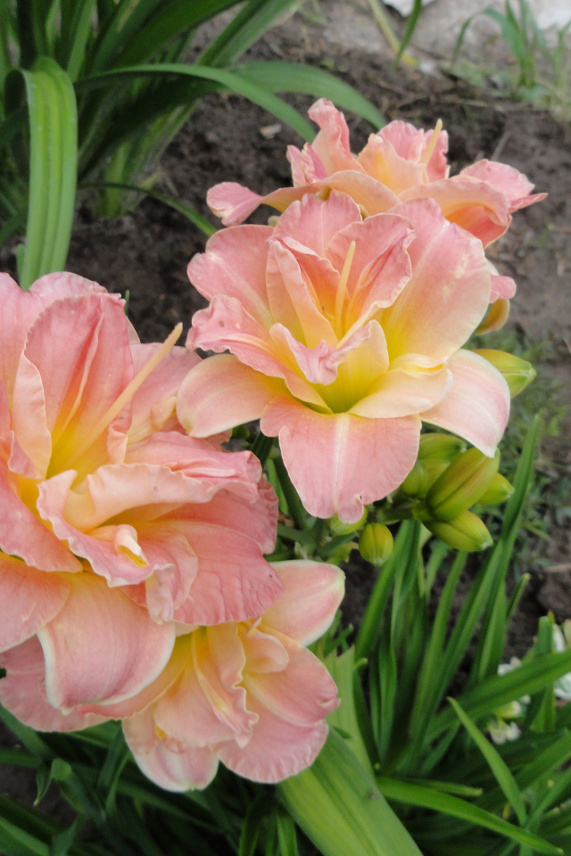 Красивые розовые лилии на клумбе