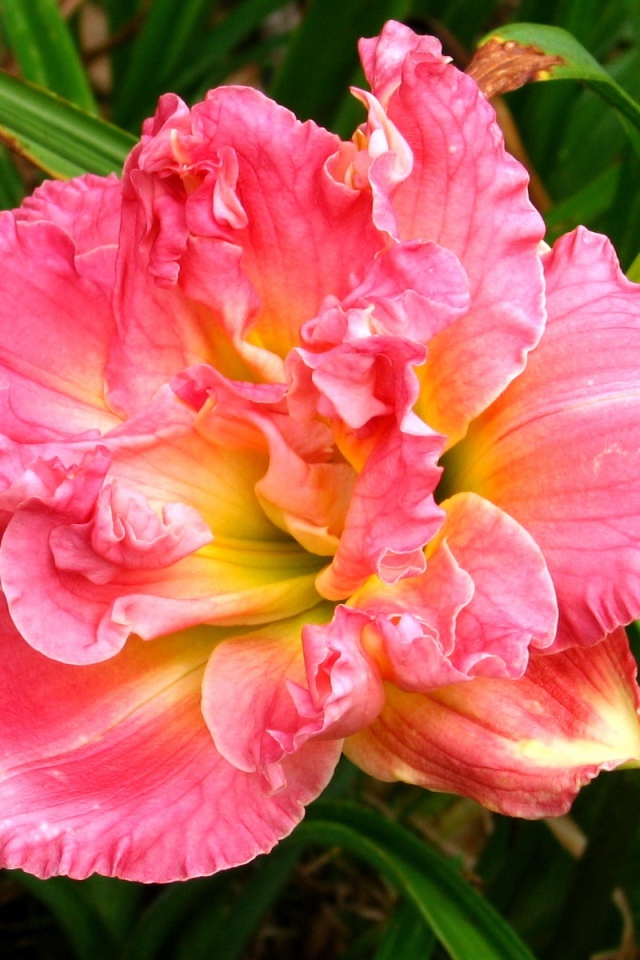 Красивая розовая лилия с бутоном крупным планом