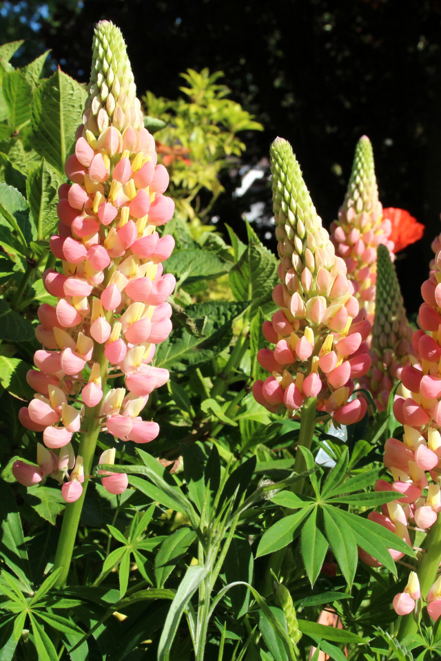 Красивые розовые люпины крупным планом