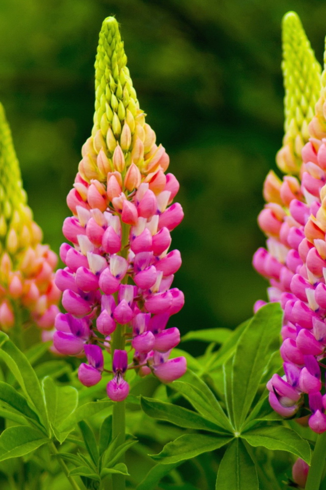 Красивые розовые люпины на клумбе 