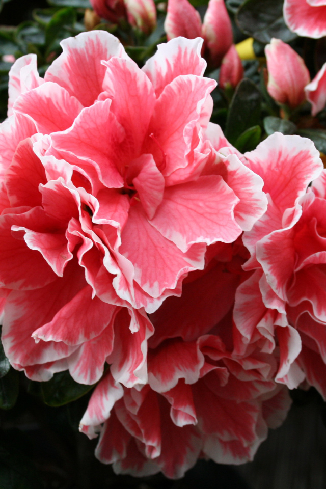 Красивый розовый цветок рододендрон 