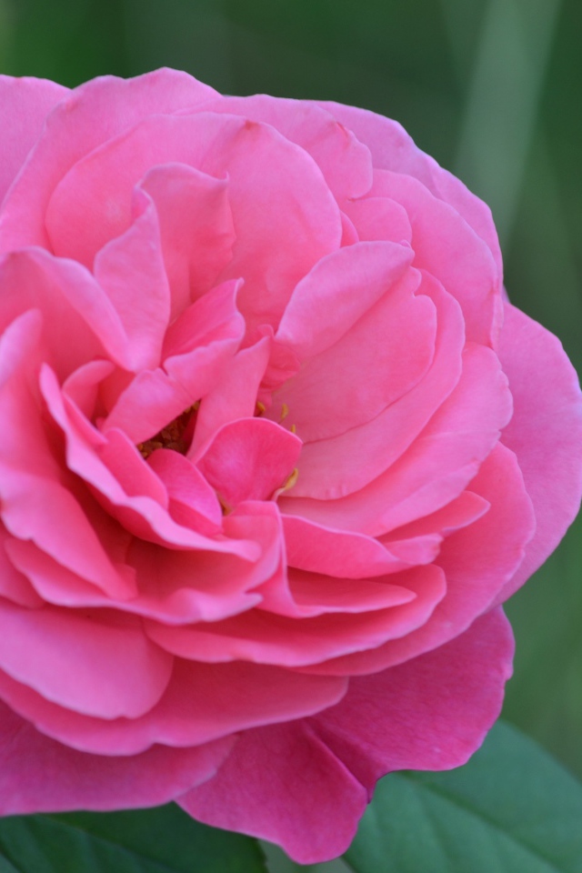 Красивая розовая роза крупным планом 