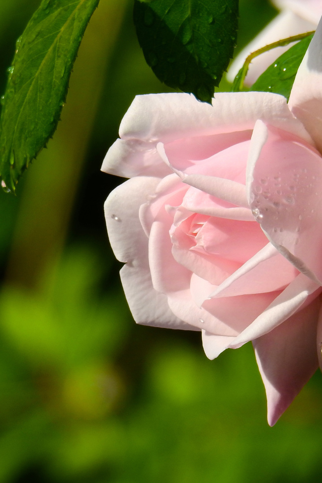 Красивая розовая роза в каплях росы крупным планом