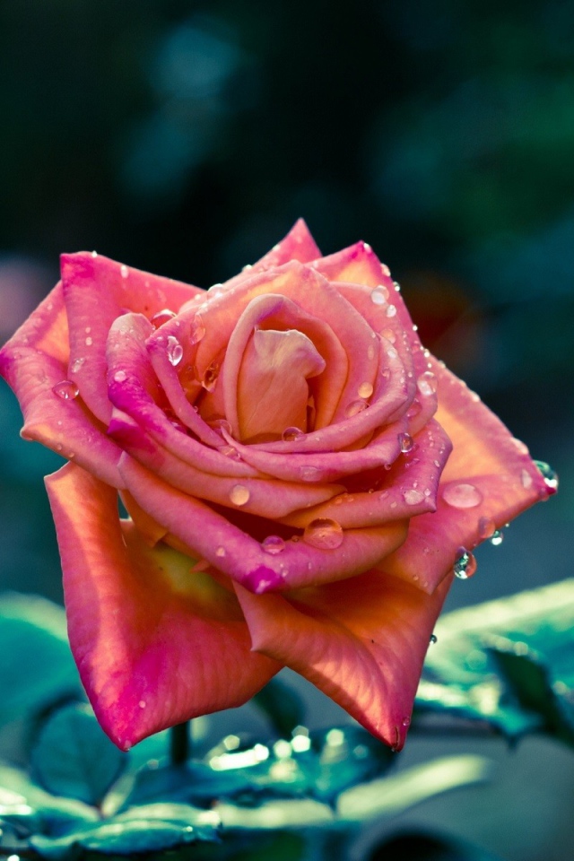 Красивая розовая роза в каплях росы 