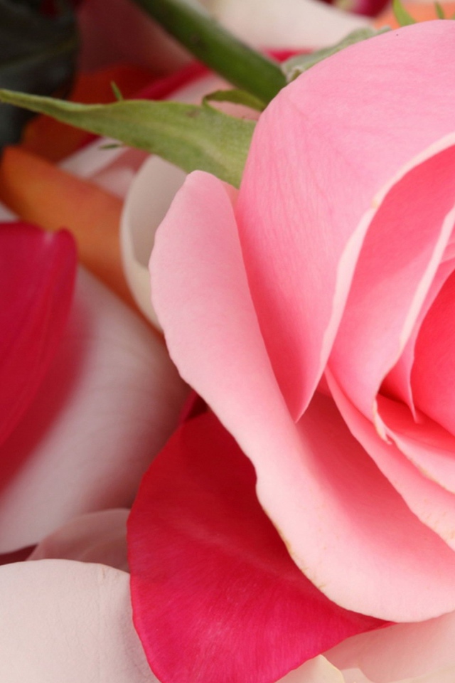 Красивая розовая роза лежит на лепестках 