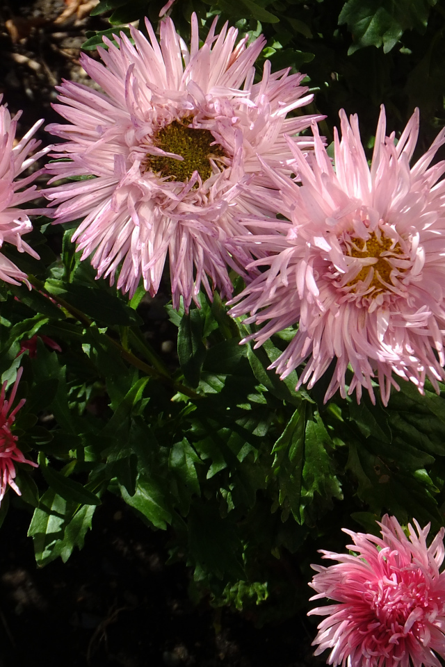 Красивые розовые розы на клумбе крупным планом