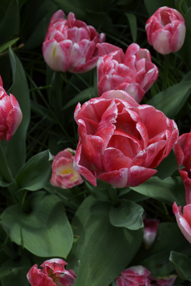 Красивые розовые тюльпаны вид сверху