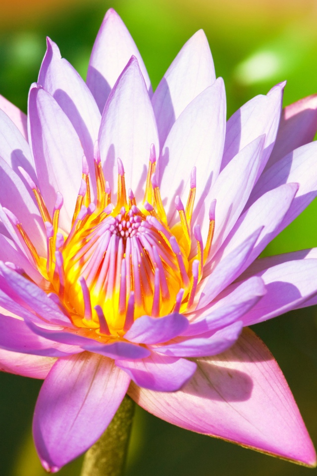 Красивый розовый цветок  водяной лилии крупным планом