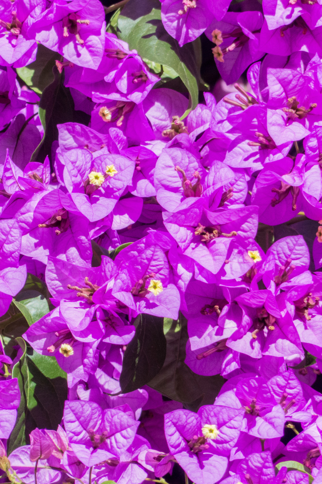 Красивые фиолетовые цветы бугенвиллия крупным планом