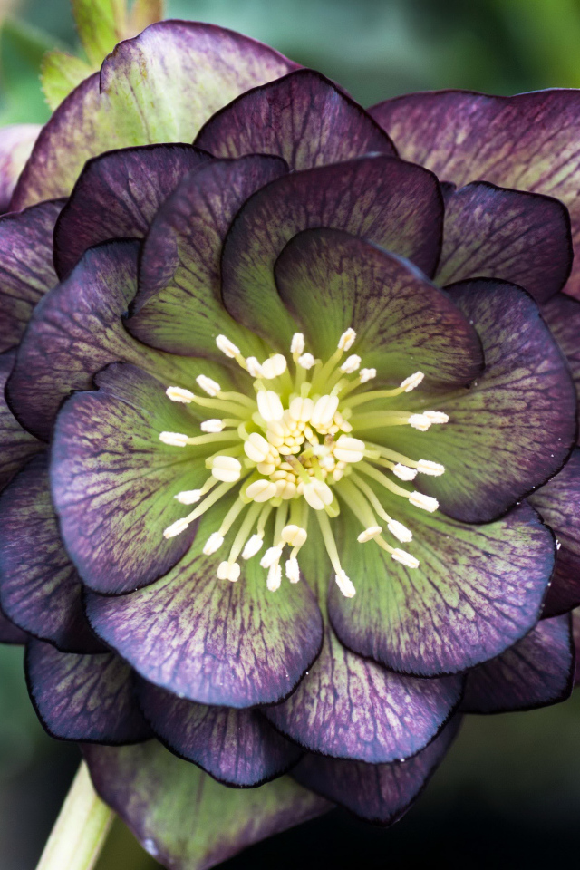 Красивый фиолетовый цветок морозник крупным планом 