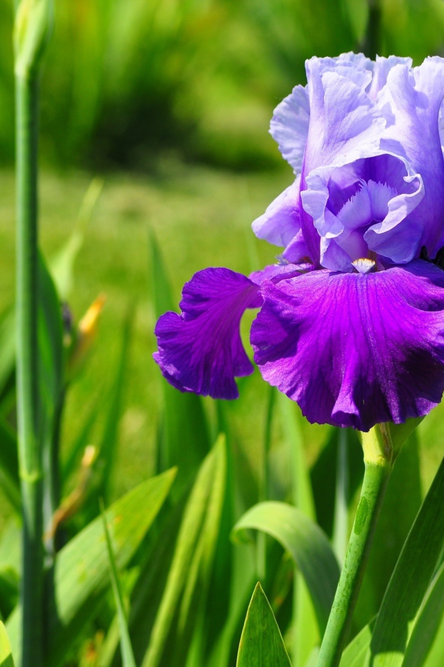 Красивый фиолетовый цветок ирис с зелеными листьями
