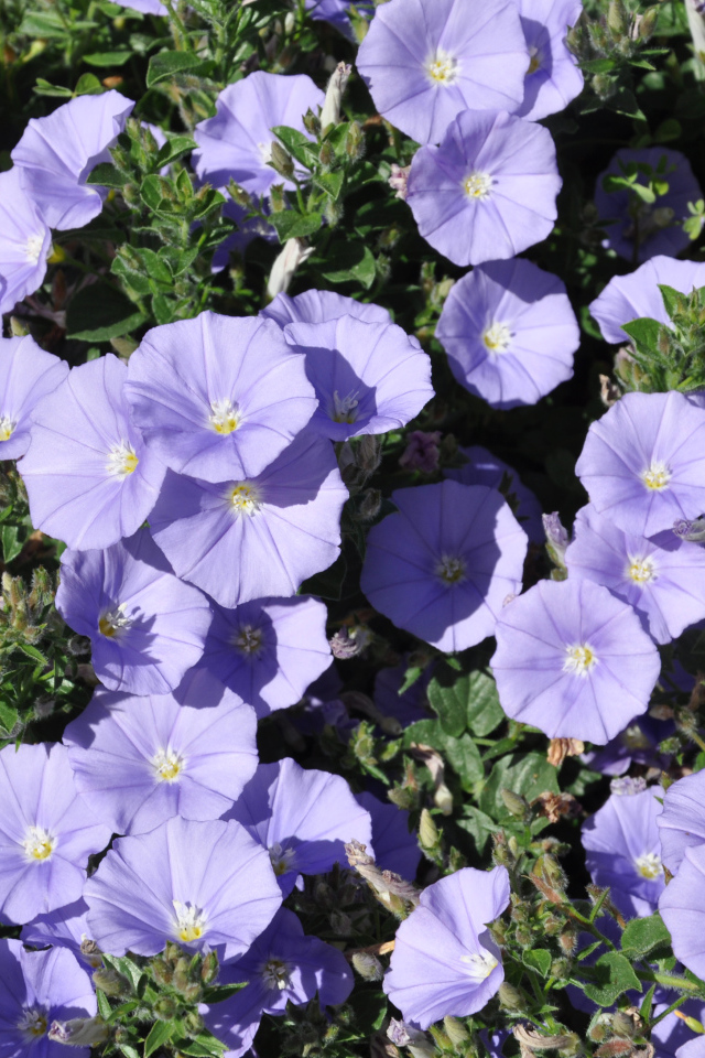 Красивые фиолетовые цветы петуния в саду