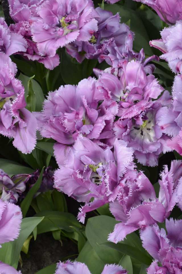 Красивые фиолетовые цветы тюльпаны крупным планом