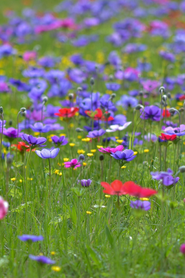 Красивые фиолетовые полевые цветы летом 