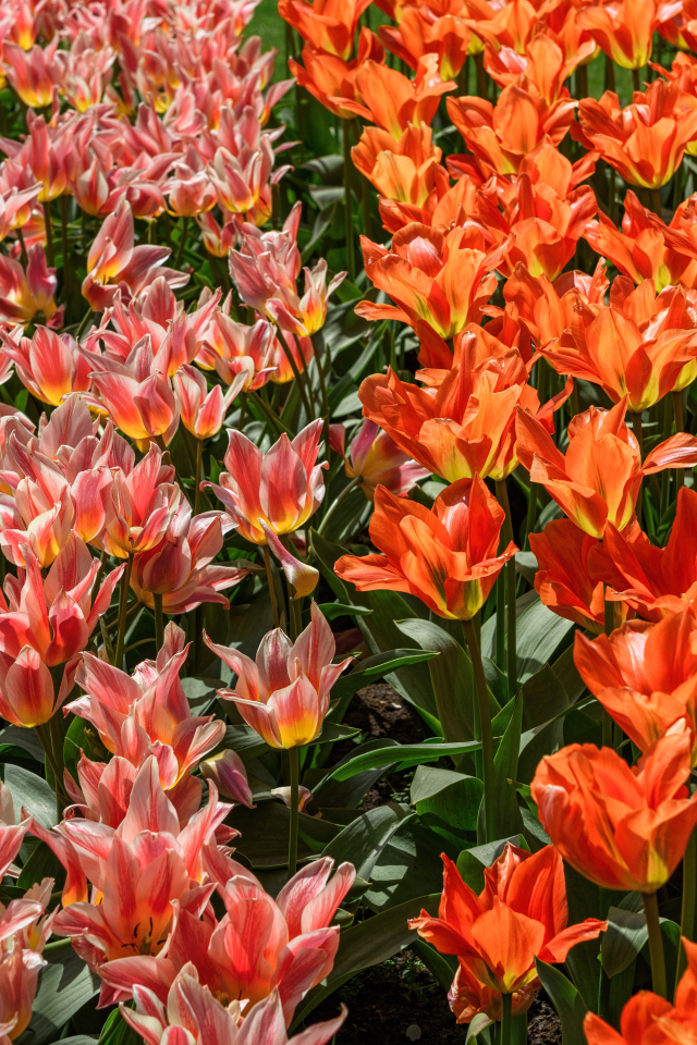 Красивые красные и розовые тюльпаны на клумбе 