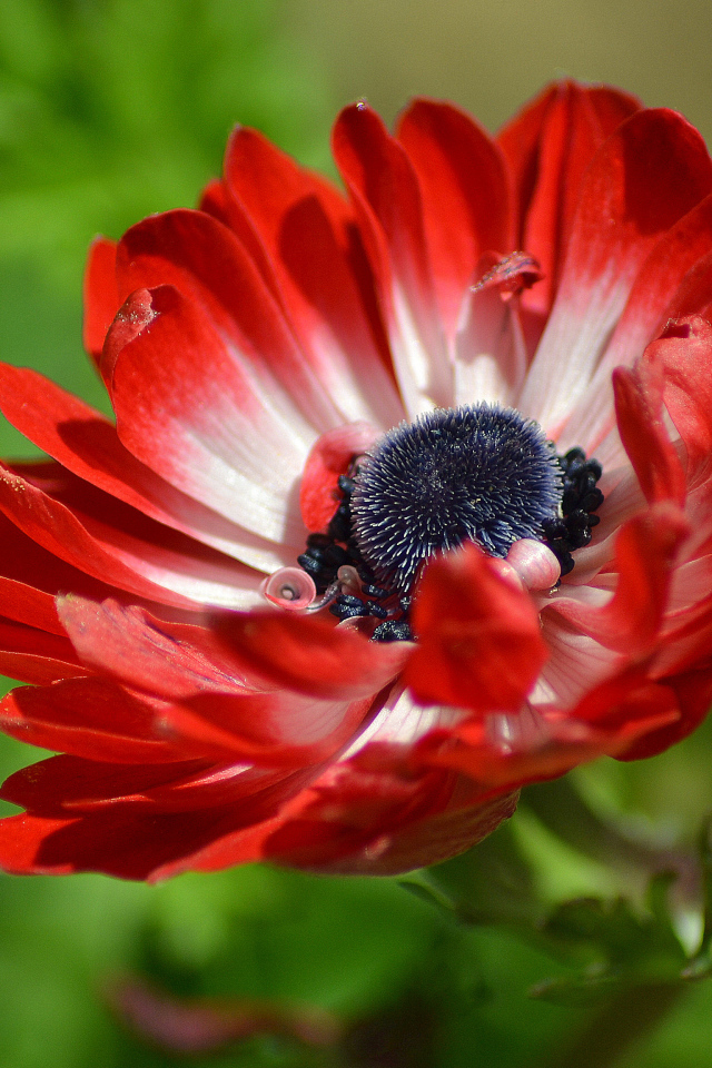Красивый красный цветок Анемона крупным планом 